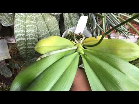天堂鳥 葉子變黃